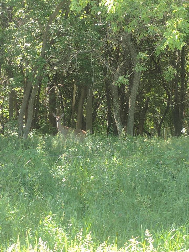 18922069_520119395692_5201462944759958275_n